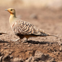 Namaqua Sandgrouse